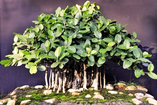 Фикус бенгальский (Ficus benghalensis L.) выращивание и размножение в городских квартирах
