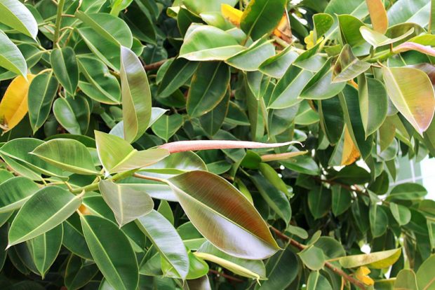 Фикус каучуконосный (Ficus elastica) выращивание и размножение в городских квартирах