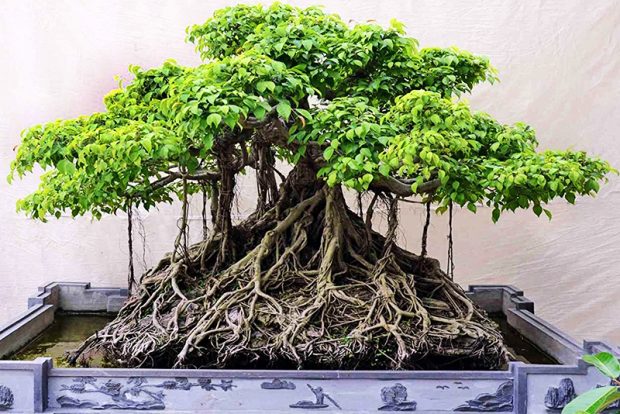 Баньян (Бодхи, Дерево Будды) выращивание и размножение в городских квартирах