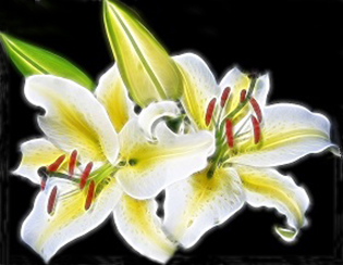 Лилия (Lilium) группа чашевидных цветков