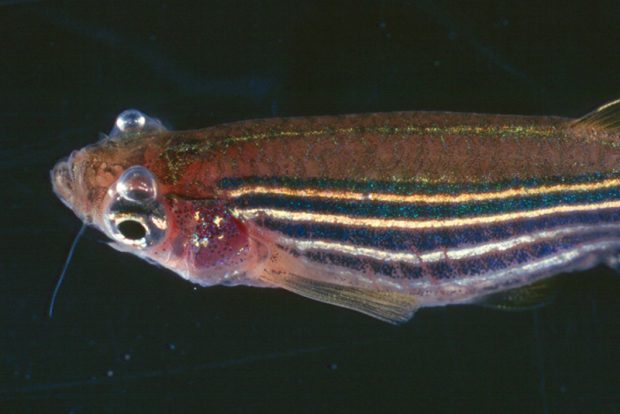 Эмболия газовая (Embolia gaseosa) причины возникновения заболевания у аквариумных рыб и способы борьбы с ним