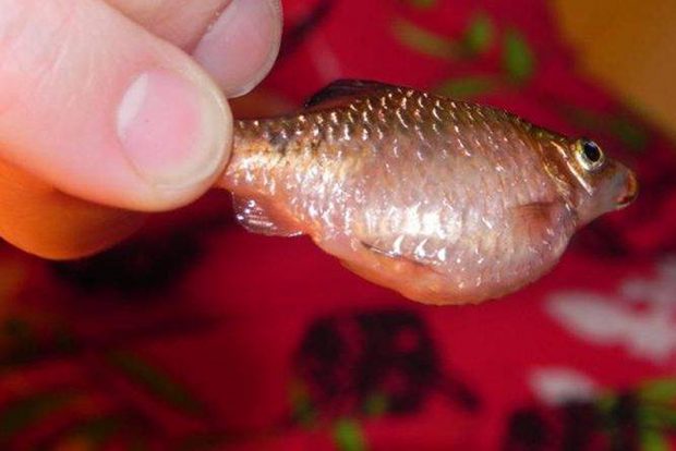 Киста половых желёз аквариумной рыбы. Возможное лечение и последствия в домашних аквариумах