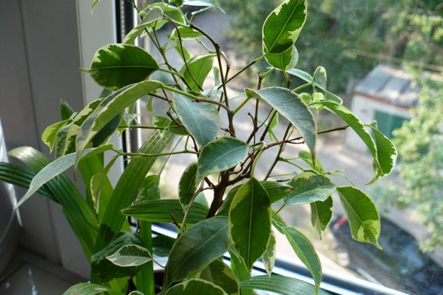 Фикус (Ficus) выращивание и размножение культурных видов в городских квартирах