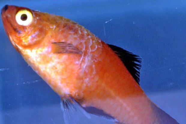 Простуда (Cold) причины возникновения у аквариумных рыб и способы борьбы с ней
