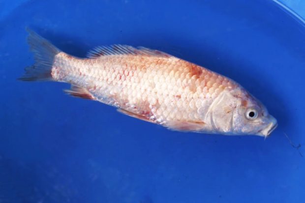Триходиноз (Trichodina) рыб домашнем аквариуме, причины возникновения и способы борьбы