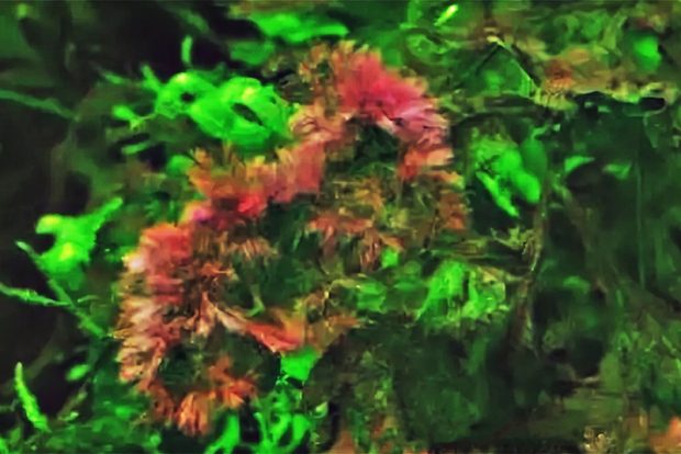 Вьетнамка, Аудоуинелла (Audeuinella, Red algae, Red Brush Algae)  возможности появления в домашнем аквариуме и методы борьбы с водорослью