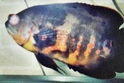 Ихтиоспоридиоз (Ихтиофоноз) борьба с заболеванием в условиях домашнего аквариума