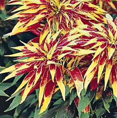 Amaranthus tricolor содержание и размножение в домашних условиях
