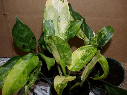 Разновидность maculatum (Aglaonema commutatum var. maculatum) в домашних условиях