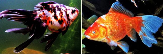 Вакин (Wakin) вариеты и их содержание и размножение в условиях домашнего аквариума