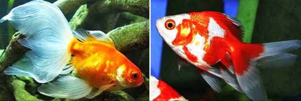 Вакин (Wakin) содержание и размножение в домашнем аквариуме