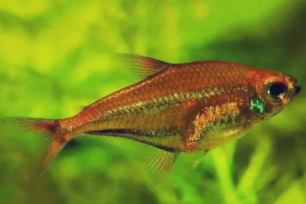 Гетерохаракс макролепис (Heterocharax macrolepis)  содержание и размножение в условиях домашнего аквариума