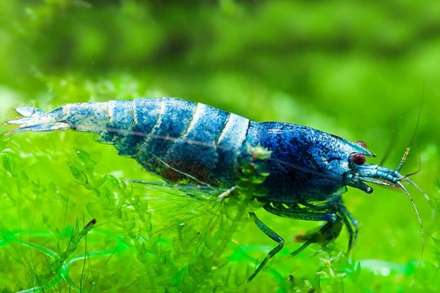 Голубая пчела  (Caridina cantonensis Вluе Вее) содержание и разведение в домашних аквариумах