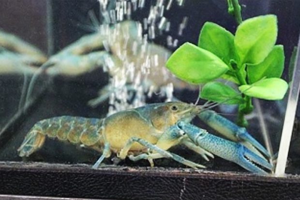Голубой кубинский рак (Procambarus cubensis) содержание и разведение в условиях домашнего аквариума