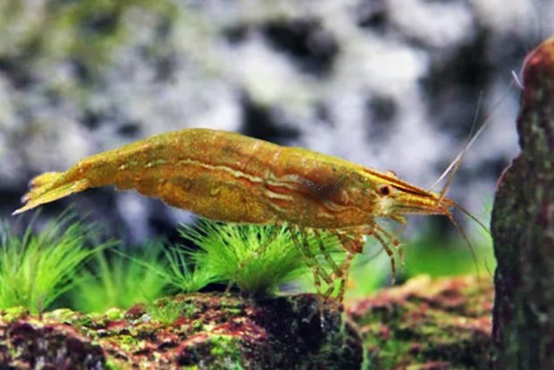 Каридина бабаулти, Индийская креветка (Caridina babaulti Огееn Midget shrimp) содержание в домашнем аквариуме