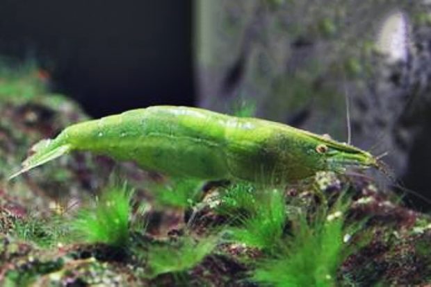 Каридина бабаулти темно-зеленая (Caridina babaulti "Dark Green Shrimp”) содержание и размножение в домашнем аквариуме