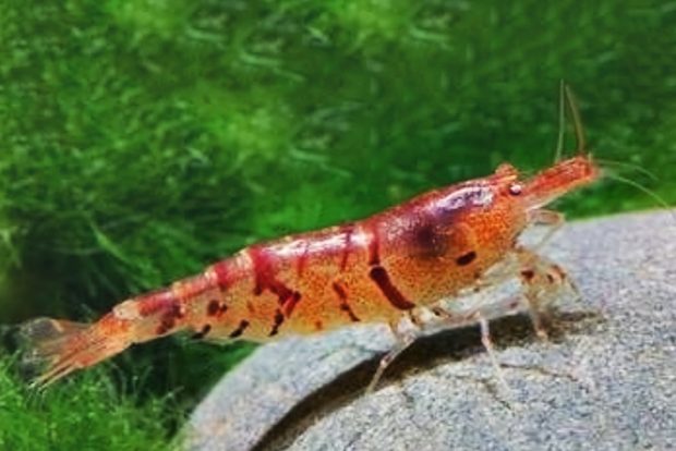 Красный тигр (Caridina cantonensis Red Tiger) содержание и разведение в домашнем аквариуме