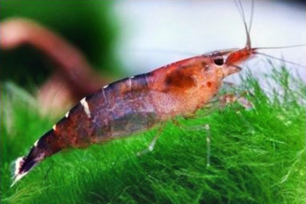 Креветка Малазийская (Caridina babaulti sp. "Malaya”) содержание и размножение в домашнем аквариуме