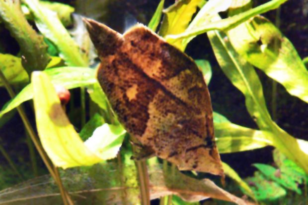 Рыба-лист (Monocirrhus polyacanthus)  содержание и размножение в домашних аквариумах