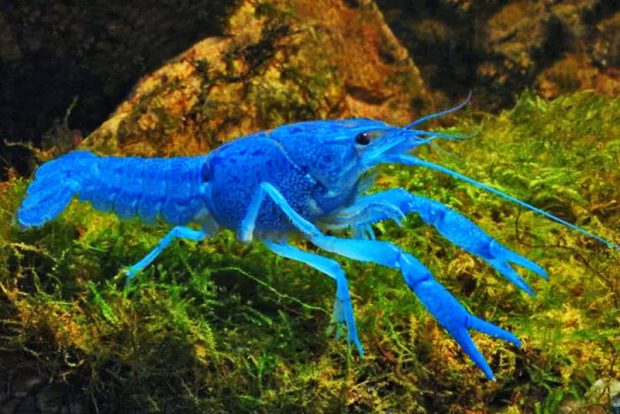 Флоридский синий рак (Procambarus alleni). Условия содержания в аквариуме и размножение в домашних условиях