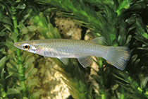 Представители подсемейства Oxyzygonectinae чаще других содержащиеся в домашних аквариумах