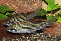 Представители рода Cyphocharax чаще других содержащиеся в домашнем аквариуме