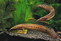 Представители рода Macrognathus обычно содержащиеся в домашних аквариумах