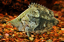 Представители рода Monocirrhus чаще других содержащиеся в домашних аквариумах