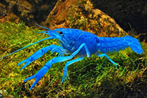 Представители рода Procambarus чаще других, содержащиеся в домашних аквариумах