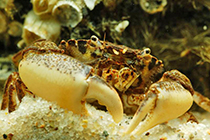Представители рода Rhitropanopeus, обычно содержащиеся в домашних акватеррариумах