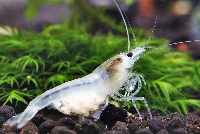 Белая жемчужина (Neocaridina zhangjiajiensis) Белая жемчужина (Neocaridina zhangjiajiensis) содержание в условиях домашнего аквариума