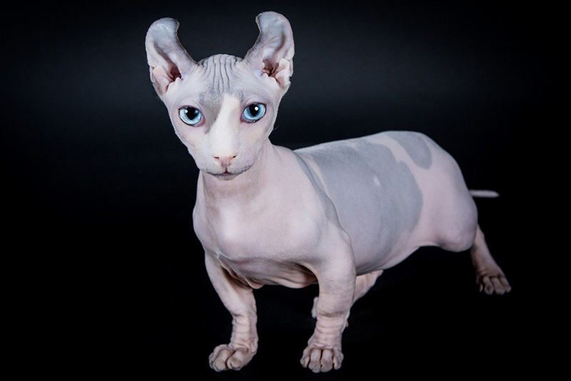 Двэльф (Dwelf) - экспериментальная порода кошек. Содержание и разведение в домашних условиях