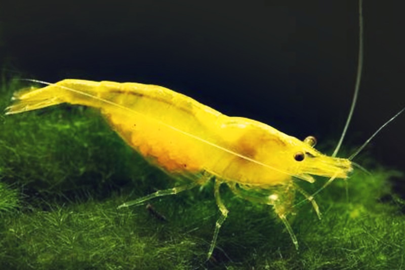 Желтая креветка (Neocaridina davidi var. Yellow) Желтая креветка (Neocaridina davidi var. Yellow) содержание в домашнем аквариуме