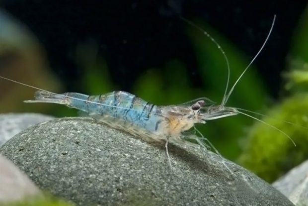 Жемчужная креветка  (Macrobrachium mirabile)  содержание и размножение в домашнем аквариуме