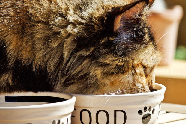 Побудить кошку кушать часто необходимо для их здоровья