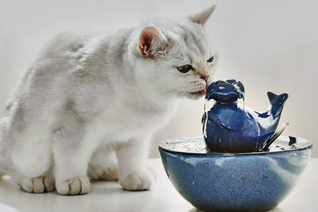 Как приучить кошку пить больше жидкости и зачем это нужно для домашних питомцев
