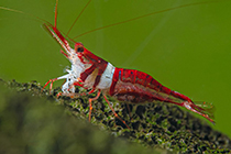 Каридина губковая  (Caridina spongicola Sponge shrimp) содержание в домашнем аквариуме