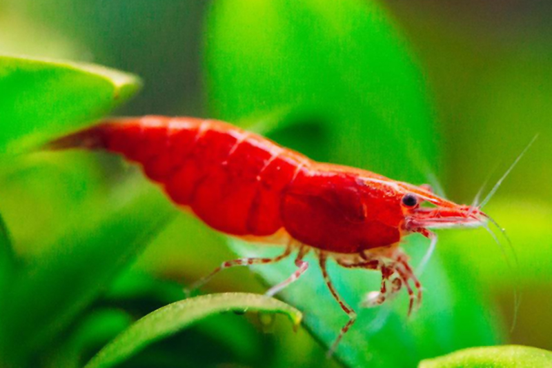 Красная вишня (Neocaridina davidi var. Red) содержание и размножение в домашнем аквариуме