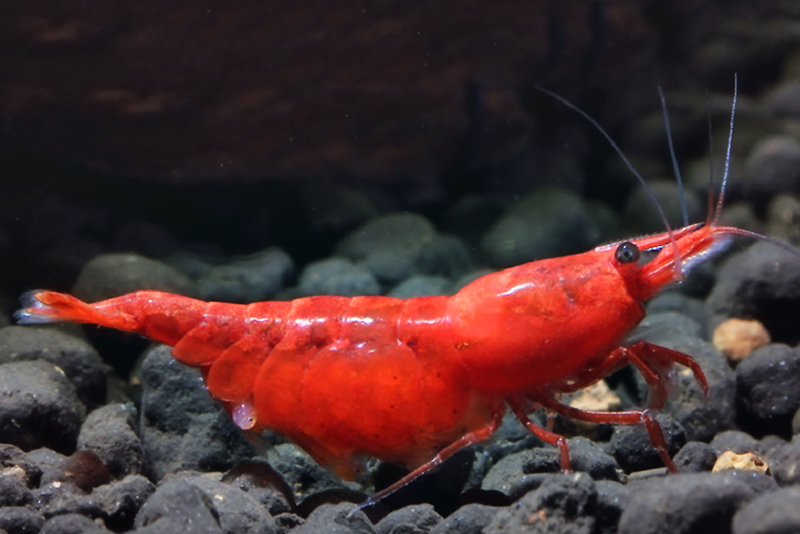 Красная вишня (Neocaridina davidi var. Red) содержание и размножение в условиях домашнего аквариума