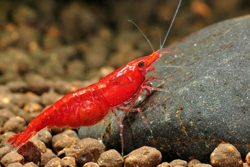 Красная вишня (Neocaridina davidi var. Red) и ее вариеты при содержании в домашнем аквариуме