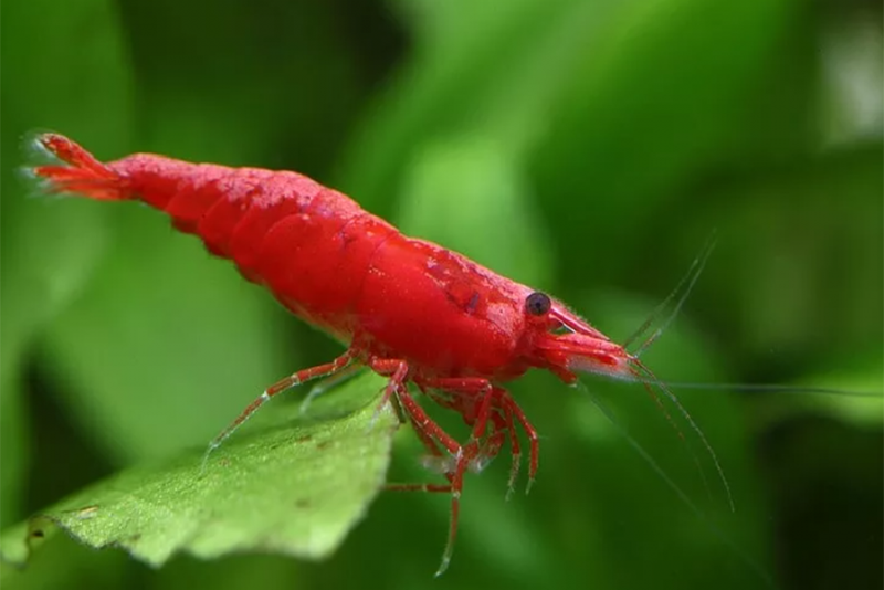 Красная вишня (Neocaridina davidi var. Red) содержание в домашнем аквариуме