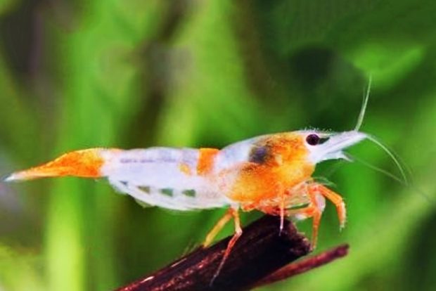 Neocaridina davidi Yellow Rili содержание в домашнем аквариуме