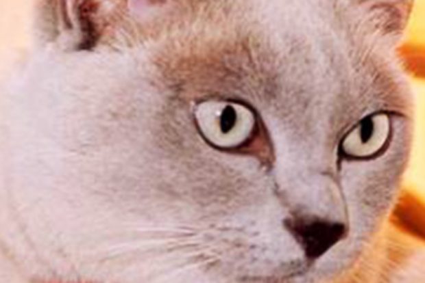 Бурманский дефект головы у кошки. Причины появления и его следствие