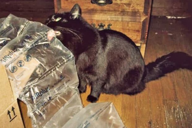 Пикацизм у кошек возможные причины проявления и способы порьбы с пагубной склонностью в условиях городской квартиры