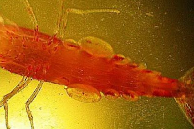 Пузырчатая болезнь креветок. Описание и методы борьбы в домашнем аквариуме