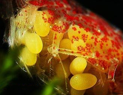 Размножение креветок в домашних аквариумах