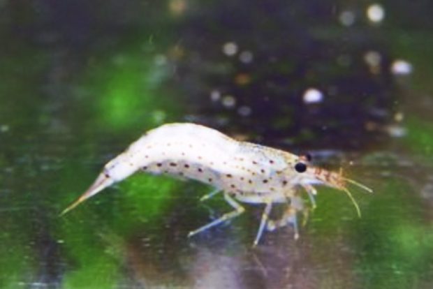 «Фарфоровая» болезнь у креветок, причины проявления и методы борьбы с заболеванием в условиях домашнего аквариума