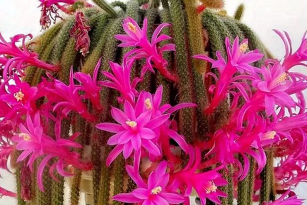 Апорокактус (Aporocactus)  выращивание в городской квартире