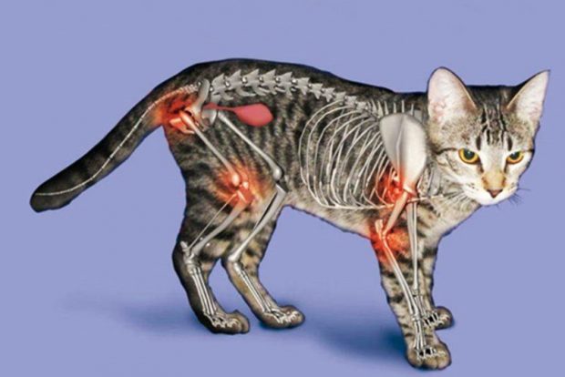 Артрит и дегенеративное поражение суставов у кошек. Причины проявления и способы лечения в городских условиях