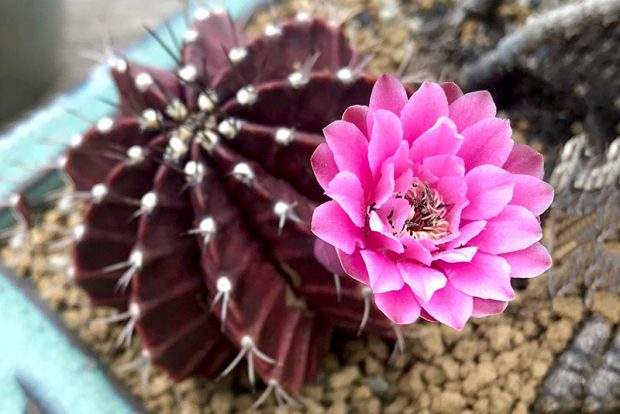 Гимнокалициум Михановича (Gymnocalycium michanovichii) выращивание в домашних условиях